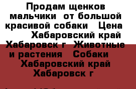 Продам щенков(мальчики) от большой красивой собаки › Цена ­ 500 - Хабаровский край, Хабаровск г. Животные и растения » Собаки   . Хабаровский край,Хабаровск г.